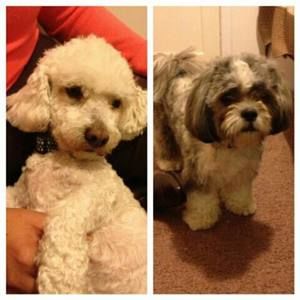 Meet your Posher, Roxana